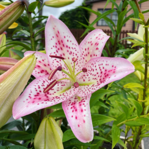 Лилия Солюшн (Lilium Solution) — саженцы ЗКС