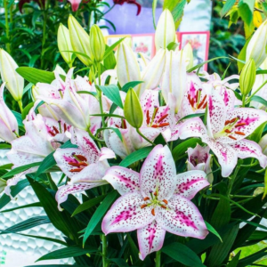 Лилия Солюшн (Lilium Solution) фото 2