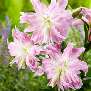 Лилия Лотус Элеганс (Lotus elegance)