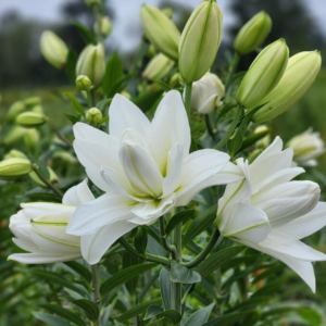 Лилия Лотус пьюр (lotus pure) фото 3