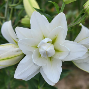 Лилия Лотус пьюр (lotus pure) фото 4