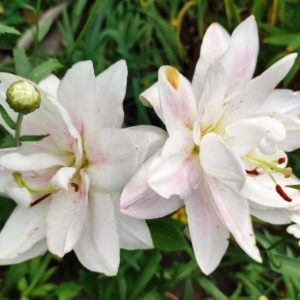 Лилия Лотус пьюр (lotus pure) фото 2