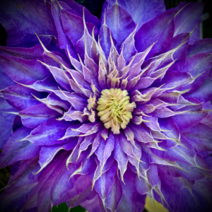 Клематис Мульти Блю (Multi Blue) фото 6