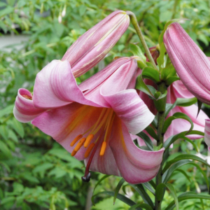 Лилия Пинк Перфекшн (Lilium Pink Perfection) фото 4