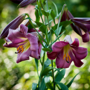Лилия Пинк Перфекшн (Lilium Pink Perfection) фото 3