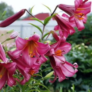 Лилия Пинк Перфекшн (Lilium Pink Perfection)