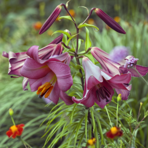Лилия Пинк Перфекшн (Lilium Pink Perfection) фото 2