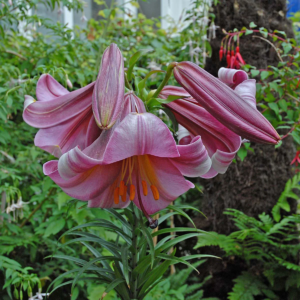 Лилия Пинк Перфекшн (Lilium Pink Perfection) фото 5