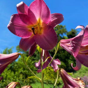 Лилия Пинк Перфекшн (Lilium Pink Perfection) фото 6