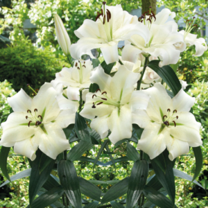 Лилия Претти Вумэн (Lilium Pretty Woman) фото 4
