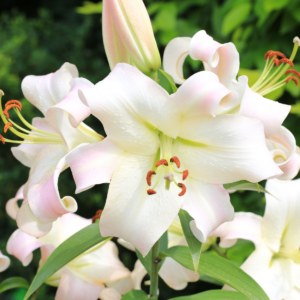 Лилия Претти Вумэн (Lilium Pretty Woman)
