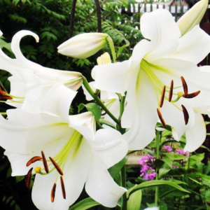Лилия Претти Вумэн (Lilium Pretty Woman) фото 3