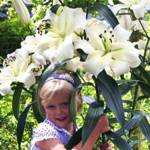 Лилия Претти Вумэн (Lilium Pretty Woman) фото 2