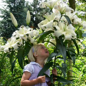 Лилия Претти Вумэн (Lilium Pretty Woman) фото 5