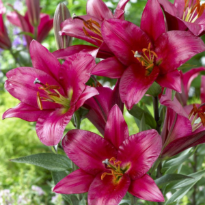 Лилия Пурпл принц (Lilium Purple Prince)