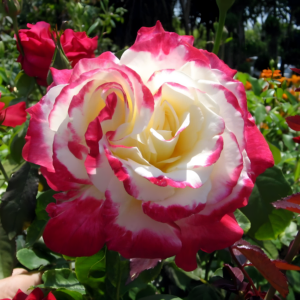 Роза двойное удовольствие (Rose Double Delight) — саженцы ЗКС