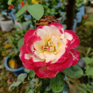 Роза двойное удовольствие (Rose Double Delight) фото 2