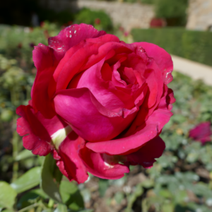 Роза 4х ветров (Rose des 4 Vents) фото 3