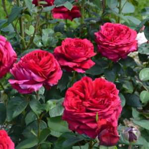 Роза 4х ветров (Rose des 4 Vents) — саженцы ЗКС