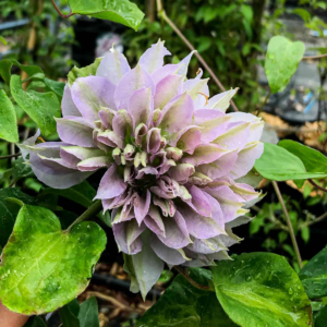 Клематис Руриокоши (Clematis Ruriokoshi)