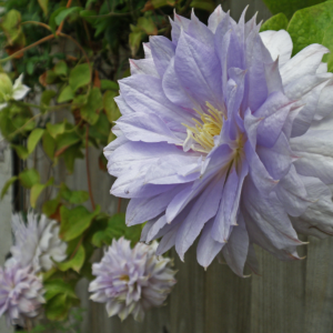 Клематис Руриокоши (Clematis Ruriokoshi) фото 6