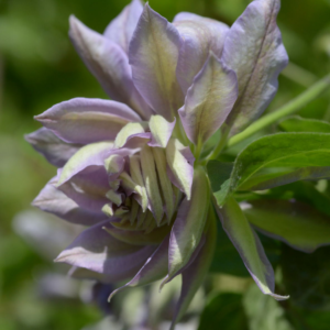Клематис Руриокоши (Clematis Ruriokoshi) фото 5