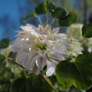 Клематис Руриокоши (Clematis Ruriokoshi) фото 4