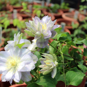 Клематис Руриокоши (Clematis Ruriokoshi) фото 2