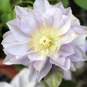 Клематис Руриокоши (Clematis Ruriokoshi) фото 3