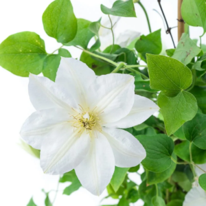 Клематис Шираюкихиме (clematis shirayukihime)
