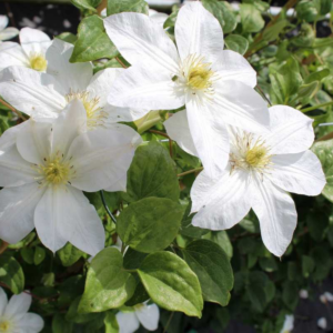 Клематис Шираюкихиме (clematis shirayukihime) фото 3