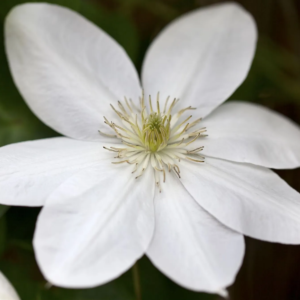 Клематис Шираюкихиме (clematis shirayukihime) фото 4
