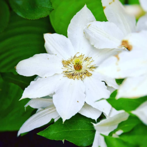 Клематис Шираюкихиме (clematis shirayukihime) фото 2