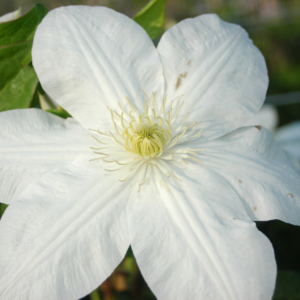 Клематис Шираюкихиме (clematis shirayukihime) фото 5