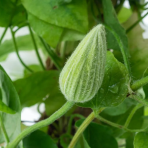Клематис Шираюкихиме (clematis shirayukihime) фото 6