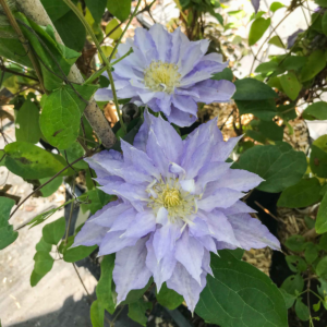 Клематис Тирислунд (Clematis thyrislund) фото 3