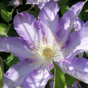 Клематис Тирислунд (Clematis thyrislund) фото 2