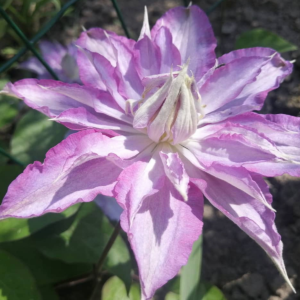 Клематис Тирислунд (Clematis thyrislund) — саженцы ЗКС