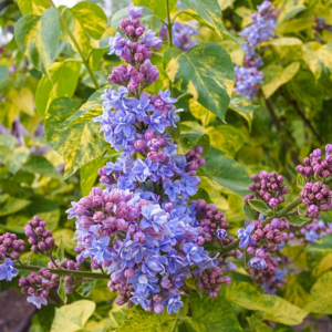 Саженцы, Сирень Аукубафолия (Aucubaefolia)