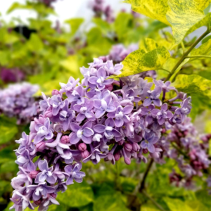 Саженцы, Сирень Аукубафолия (Aucubaefolia) фото 2
