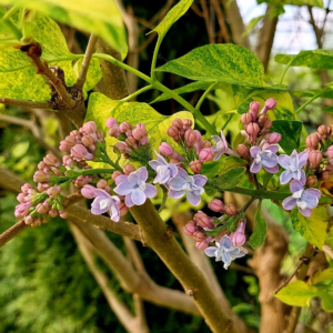Саженцы, Сирень Аукубафолия (Aucubaefolia) фото 5