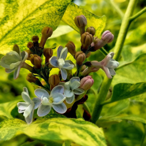 Саженцы, Сирень Аукубафолия (Aucubaefolia) фото 6