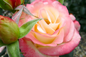 Роза Белла Перла (Rose Belle Perle) купить саженцы в Новосибирске.