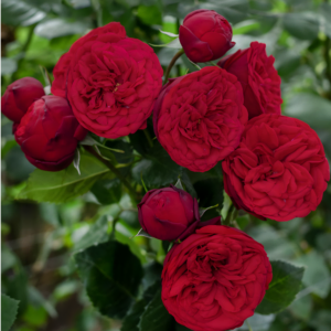 Роза Ред Пиано (Rose Red Piano) фото 3