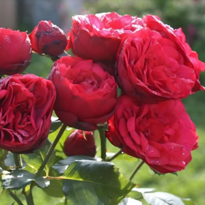 Роза Ред Пиано (Rose Red Piano) — саженцы ЗКС