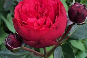 Роза Ред Пиано (Rose Red Piano) купить саженцы в Новосибирске.