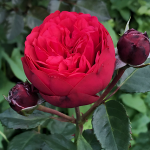Роза Ред Пиано (Rose Red Piano) фото 2