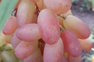 Виноград Виктор, саженцы купить.