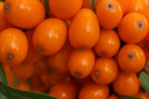 Купить саженцы облепиха дюймовочка