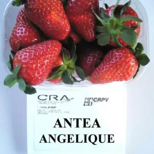Клубника Анжелика ( Angelique) Антея саженцы: новинка 2026 фото 2